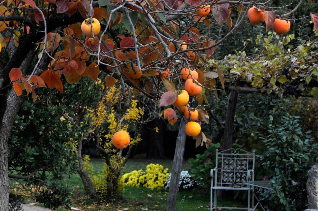 Locanda Ilune Pitigliano Kültér fotó